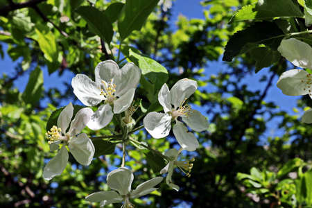 Flowering fruit trees in the spring home garden. close-up view. Odessa, Ukraine.の写真素材