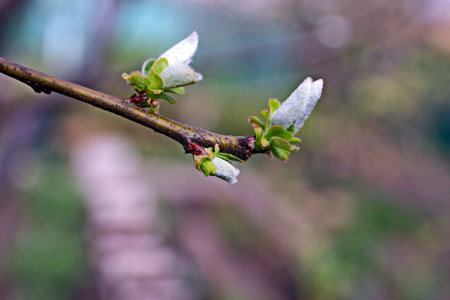 Beautiful blooming buds and flowers of the fruit trees in the spring garden. close-up view. Odessa, Ukraine.の写真素材