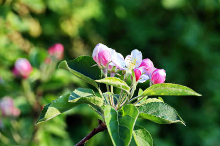 Beautiful blooming buds and flowers of the fruit trees in the spring garden. close-up view. Odessa, Ukraine.の写真素材