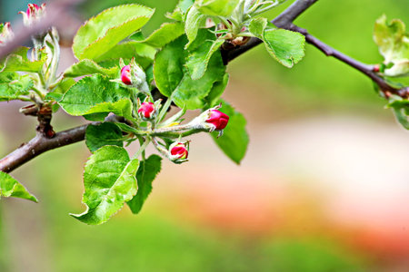 Beautiful blooming buds and flowers of the fruit trees in the spring garden. close-up view. Odessa, Ukraine.の写真素材