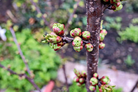Beautiful blooming buds and flowers of the fruit trees in the spring garden. close-up view. Odessa,...