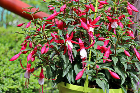 Beautiful blooming fuchsia flowers on background of green plants in the summer home garden. Odessa, Ukraine.の写真素材