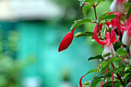 Beautiful blooming fuchsia flowers on background of green plants in the summer home garden. Odessa, Ukraine.の写真素材
