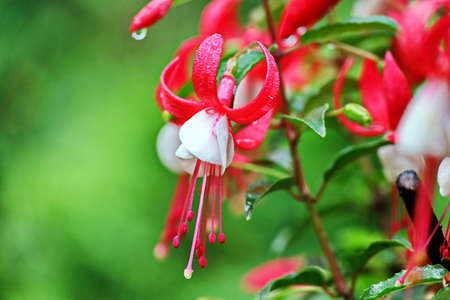 Beautiful blooming fuchsia flowers on background of green plants in the summer home garden. Odessa, Ukraine.の写真素材