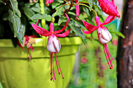 Beautiful blooming fuchsia flowers on background of green plants in the summer home garden. Odessa,...