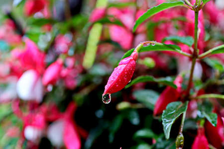 Beautiful blooming fuchsia flowers on background of green plants in the summer home garden. Odessa, Ukraine.の写真素材