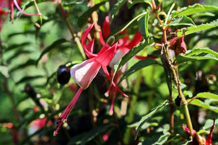 Beautiful blooming fuchsia flowers on background of green plants in the summer home garden. Odessa,...