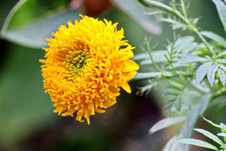 Beautiful blooming daisy flowers on background of green plants in the summer home garden. Odessa, Ukraine.の写真素材