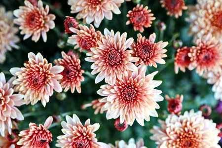 Beautiful blooming daisy flowers on background of green plants in the summer home garden. Odessa, Ukraine.の写真素材