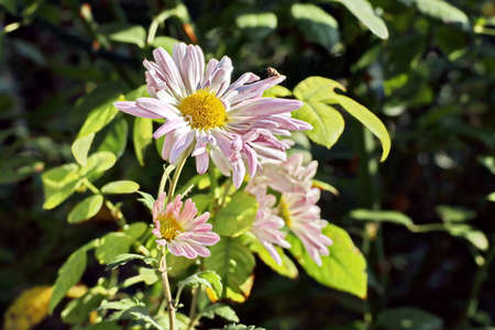 Beautiful blooming daisy flowers on background of green plants in the summer home garden. Odessa, Ukraine.の写真素材