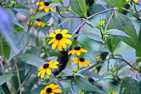 Beautiful blooming daisy flowers on background of green plants in the summer home garden. Odessa, Ukraine.の写真素材