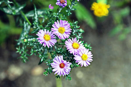 Beautiful blooming daisy flowers on background of green plants in the summer home garden. Odessa, Ukraine.の写真素材