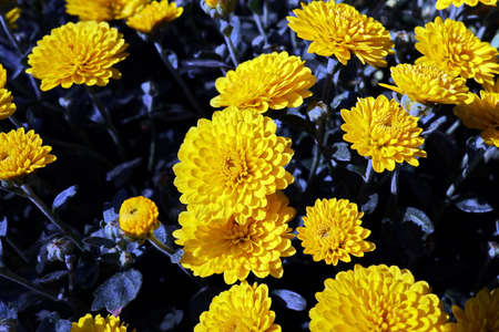 Beautiful blooming daisy flowers on background of green plants in the summer home garden. Odessa, Ukraine.の写真素材