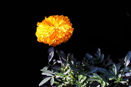 Beautiful blooming daisy flowers on background of green plants in the summer home garden. Odessa, Ukraine.の写真素材