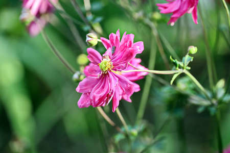 Beautiful blooming daisy flowers on background of green plants in the summer home garden. Odessa, Ukraine.の写真素材