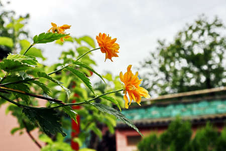 Beautiful blooming yellow flowers on the background of the blue sky and clouds.の写真素材
