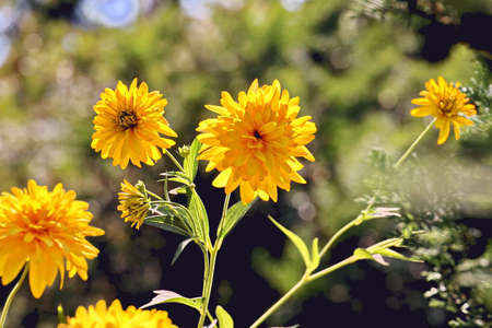 Beautiful blooming yellow flowers on the background of the blue sky and clouds.の写真素材