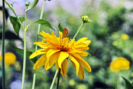 Beautiful blooming yellow flowers on the background of the blue sky and clouds.の写真素材