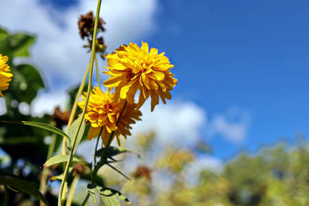 Beautiful blooming yellow flowers on the background of the blue sky and clouds.の写真素材