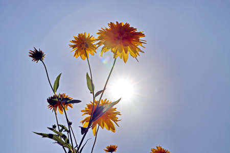 Beautiful blooming yellow flowers on the background of the blue sky and clouds.の写真素材