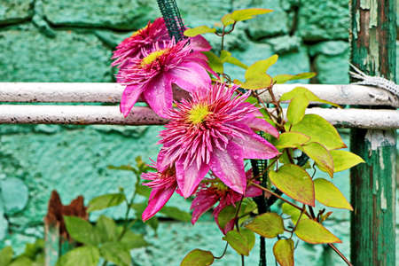 Beautiful blooming summer flowers on the background of green plants in the home garden. Odessa, Ukraine.の写真素材