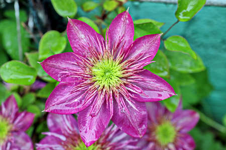 Beautiful blooming summer flowers on the background of green plants in the home garden. Odessa, Ukraine.の写真素材