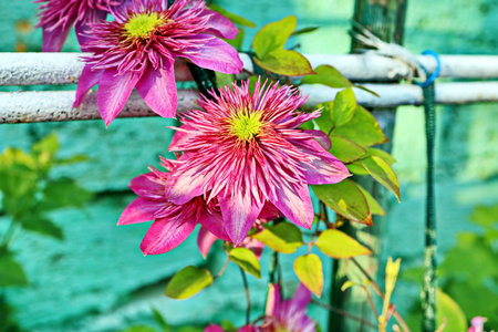Beautiful blooming summer flowers on the background of green plants in the home garden. Odessa, Ukraine.の写真素材
