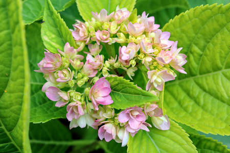 Beautiful blooming summer flowers on the background of green plants in the home garden. Odessa,...