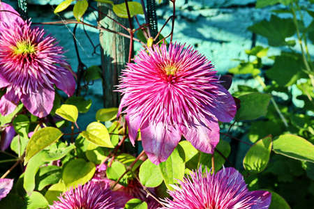 Beautiful blooming summer flowers on the background of green plants in the home garden. Odessa, Ukraine.の写真素材