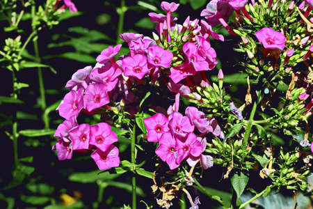 Beautiful blooming summer flowers on the background of green plants in the home garden. Odessa, Ukraine.の写真素材