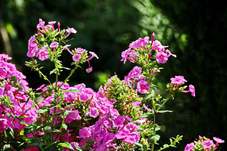 Beautiful blooming summer flowers on the background of green plants in the home garden. Odessa, Ukraine.の写真素材