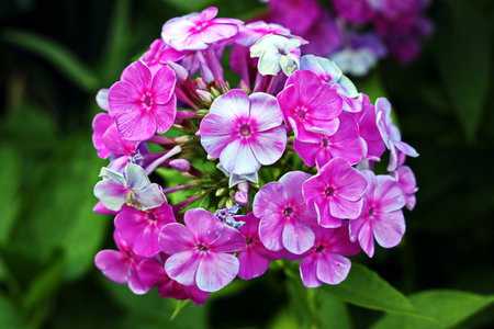 Beautiful blooming summer flowers on the background of green plants in the home garden. Odessa, Ukraine.の写真素材