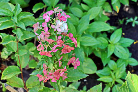 Beautiful blooming summer flowers on the background of green plants in the home garden. Odessa, Ukraine.の写真素材