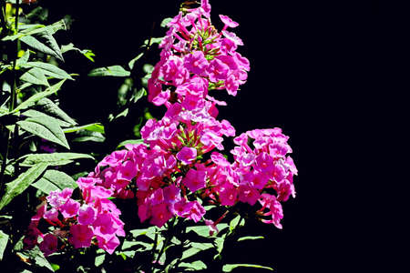Beautiful blooming summer flowers on the background of green plants in the home garden. Odessa, Ukraine.の写真素材