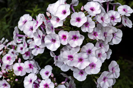 Beautiful blooming summer flowers on the background of green plants in the home garden. Odessa,...