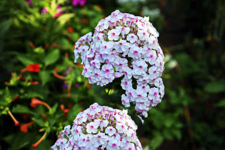 Beautiful blooming summer flowers on the background of green plants in the home garden. Odessa,...