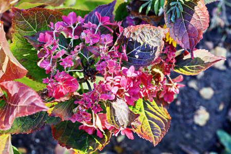 Beautiful blooming summer flowers on the background of green plants in the home garden. Odessa, Ukraine.の写真素材
