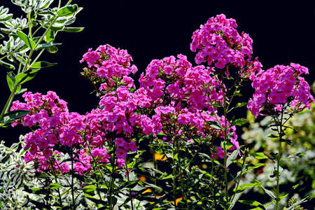 Beautiful blooming summer flowers on the background of green plants in the home garden. Odessa, Ukraine.の写真素材