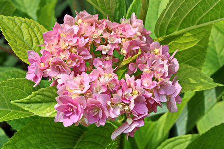 Beautiful blooming summer flowers on the background of green plants in the home garden. Odessa, Ukraine.の写真素材