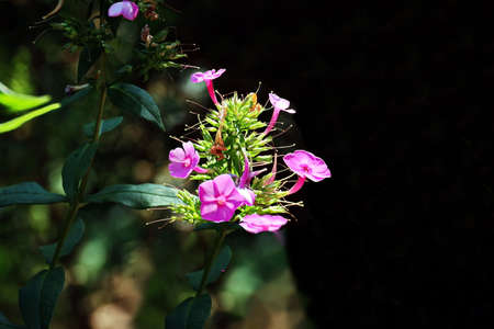 Beautiful blooming summer flowers on the background of green plants in the home garden. Odessa, Ukraine.の写真素材