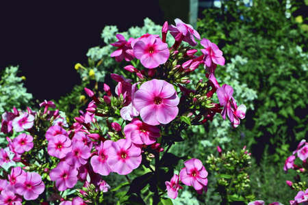 Beautiful blooming summer flowers on the background of green plants in the home garden. Odessa, Ukraine.の写真素材