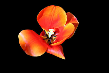 Natural blooming tulip flowers close-up view on an isolated background.の写真素材