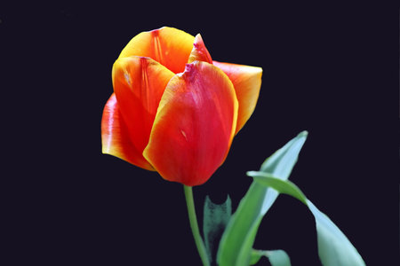 Natural blooming tulip flowers close-up view on an isolated background.の写真素材