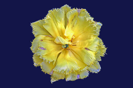 Natural blooming tulip flowers close-up view on an isolated background.