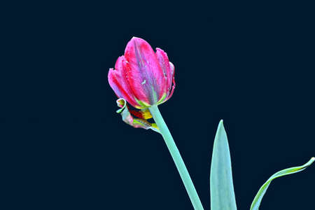 Natural blooming tulip flowers close-up view on an isolated background.