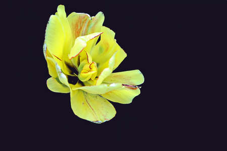 Natural blooming tulip flowers close-up view on an isolated background.の写真素材