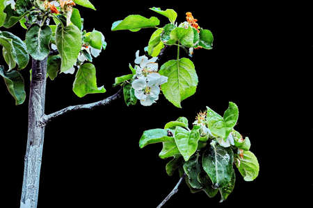 Natural blooming various flowers close-up view on an isolated background.の写真素材