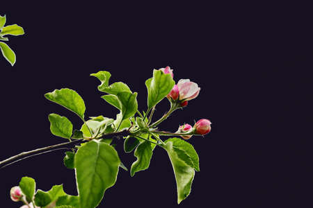 Natural blooming various flowers close-up view on an isolated background.