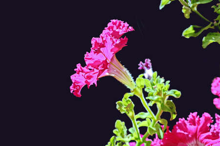 Natural blooming various flowers close-up view on an isolated background.の写真素材