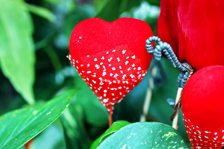 Red heart on green leaf background,Valentine's day backgroundの写真素材